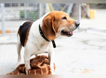Beagle Mix PAVLOS sucht eine Familie!