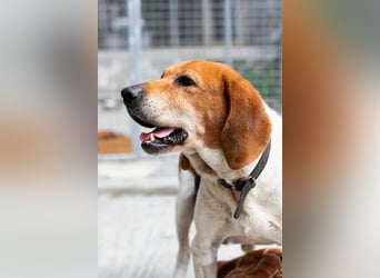 Beagle Mix PAVLOS sucht eine Familie!