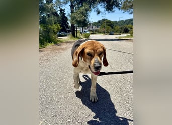 Beagle Mix PAVLOS sucht eine Familie!