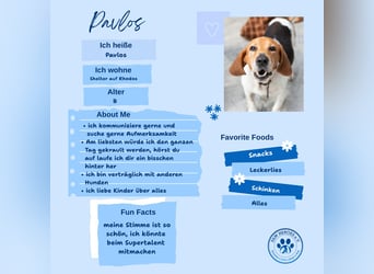 Beagle Mix PAVLOS sucht eine Familie!