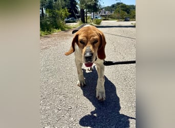 Beagle Mix PAVLOS sucht eine Familie!
