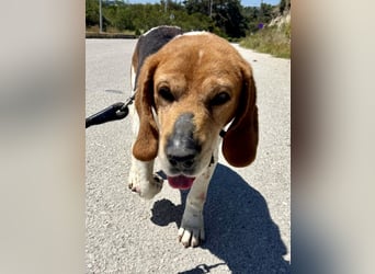 Beagle Mix PAVLOS sucht eine Familie!