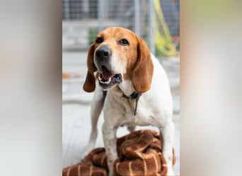 Beagle Mix PAVLOS sucht eine Familie!