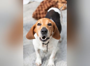 Beagle Mix PAVLOS sucht eine Familie!