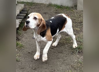 Zeusz-NH– freundlicher Beagle-Rüde sucht geduldige Menschen