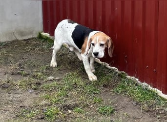Zeusz-NH– freundlicher Beagle-Rüde sucht geduldige Menschen