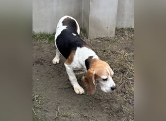 Zeusz-NH– freundlicher Beagle-Rüde sucht geduldige Menschen