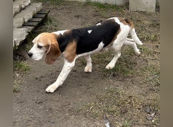 Zeusz-NH– freundlicher Beagle-Rüde sucht geduldige Menschen