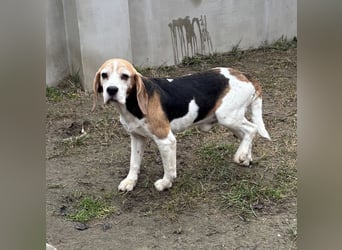 Zeusz-NH– freundlicher Beagle-Rüde sucht geduldige Menschen