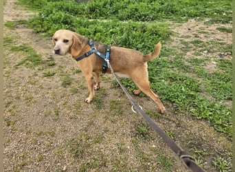 Bobo: gemütlicher Beagle-Mix
