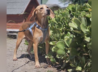 Bobo: gemütlicher Beagle-Mix