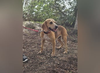 Bobo: gemütlicher Beagle-Mix