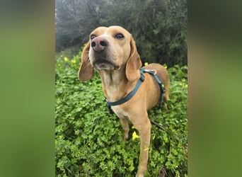 Bobo: gemütlicher Beagle-Mix