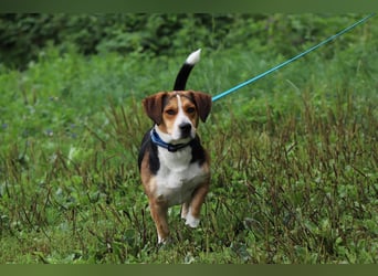 HERMANN - der liebe und rücksichtsvolle Beagle-Mix mag Artgenossen und geht schon toll an der Leine!