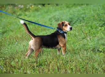 HERMANN - der liebe und rücksichtsvolle Beagle-Mix mag Artgenossen und geht schon toll an der Leine!