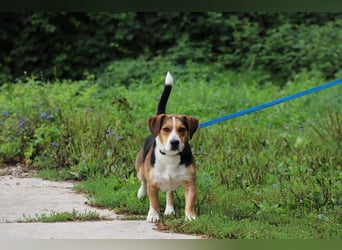 HERMANN - der liebe und rücksichtsvolle Beagle-Mix mag Artgenossen und geht schon toll an der Leine!