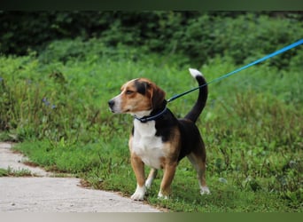 HERMANN - der liebe und rücksichtsvolle Beagle-Mix mag Artgenossen und geht schon toll an der Leine!