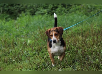 HERMANN - der liebe und rücksichtsvolle Beagle-Mix mag Artgenossen und geht schon toll an der Leine!