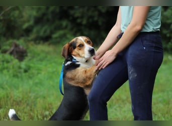 HERMANN - der liebe und rücksichtsvolle Beagle-Mix mag Artgenossen und geht schon toll an der Leine!