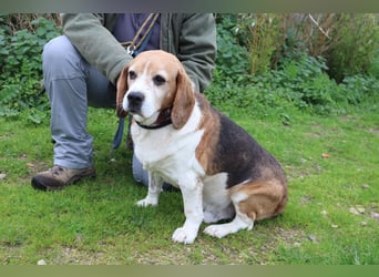 Beagle Senior E•L•T•O•N  - wurde im Tierheim abgegeben