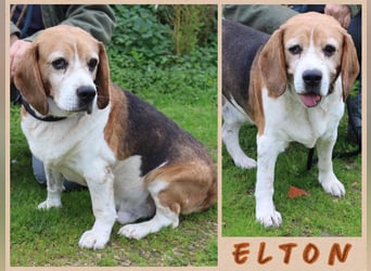 Beagle Senior E•L•T•O•N  - wurde im Tierheim abgegeben