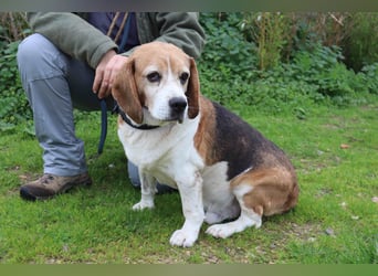 Beagle Senior E•L•T•O•N  - wurde im Tierheim abgegeben
