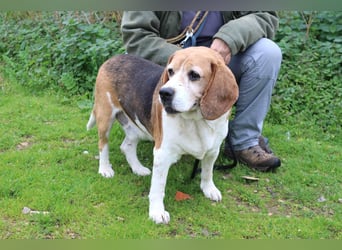 Beagle Senior E•L•T•O•N  - wurde im Tierheim abgegeben