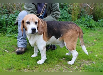 Beagle Senior E•L•T•O•N  - wurde im Tierheim abgegeben