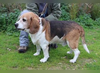 Beagle Senior E•L•T•O•N  - wurde im Tierheim abgegeben