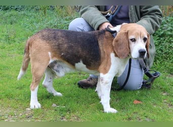 Beagle Senior E•L•T•O•N  - wurde im Tierheim abgegeben