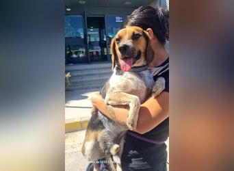 Maximo (Max) - bezaubernder BeagleMix sucht DICH! Maximo (Max) - bezaubernder BeagleMix sucht DICH!