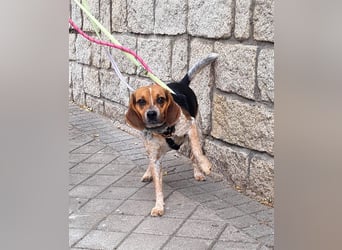 Maximo (Max) - bezaubernder BeagleMix sucht DICH! Maximo (Max) - bezaubernder BeagleMix sucht DICH!