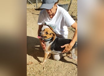 Maximo (Max) - bezaubernder BeagleMix sucht DICH! Maximo (Max) - bezaubernder BeagleMix sucht DICH!