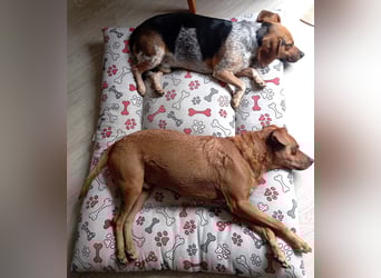 Maximo (Max) - bezaubernder BeagleMix sucht DICH! Maximo (Max) - bezaubernder BeagleMix sucht DICH!