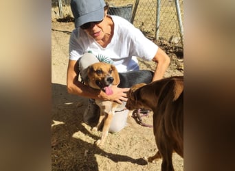 Maximo (Max) - bezaubernder BeagleMix sucht DICH! Maximo (Max) - bezaubernder BeagleMix sucht DICH!