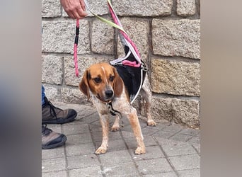 Maximo (Max) - bezaubernder BeagleMix sucht DICH! Maximo (Max) - bezaubernder BeagleMix sucht DICH!