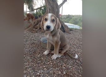 Rüde MICKEY sucht ein Zuhause