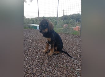 Hündin MINNIE sucht ihr Für-immer-Körbchen