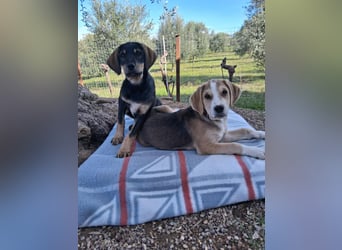 Hündin MINNIE sucht ihr Für-immer-Körbchen