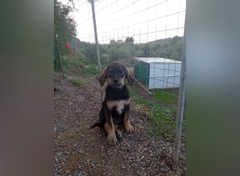 Hündin MINNIE sucht ihr Für-immer-Körbchen