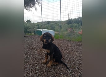 Hündin MINNIE sucht ihr Für-immer-Körbchen