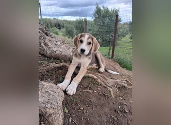 Rüde MICKEY sucht ein Zuhause