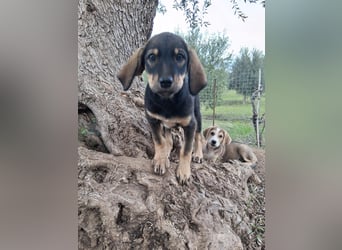 Hündin MINNIE sucht ihr Für-immer-Körbchen