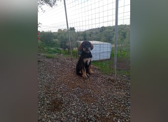 Hündin MINNIE sucht ihr Für-immer-Körbchen