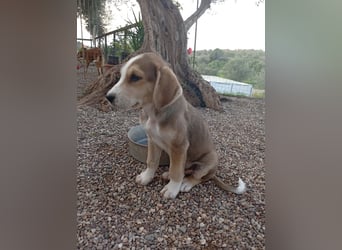 Rüde MICKEY sucht ein Zuhause