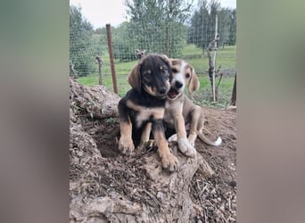 Rüde MICKEY sucht ein Zuhause