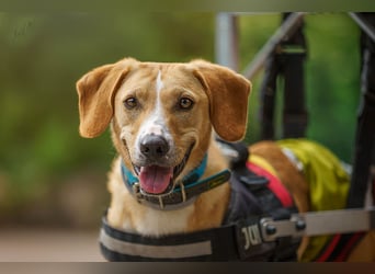 Fröhlicher Rolli-Hund mit Charakter