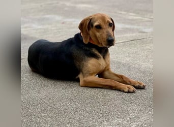 Mary, Liebe, zurückhaltende Beagle ähnl. Schönheit, 4J., kastriert