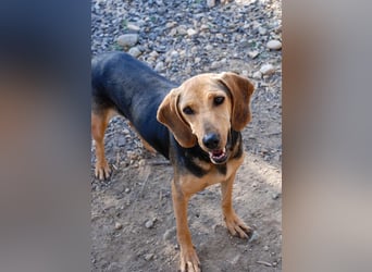 Mary, Liebe, zurückhaltende Beagle ähnl. Schönheit, 4J., kastriert