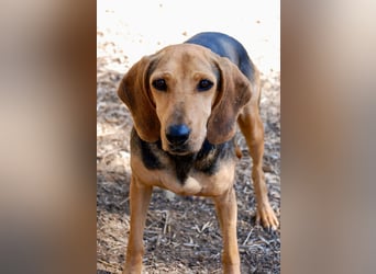 Mary, Liebe, zurückhaltende Beagle ähnl. Schönheit, 4J., kastriert